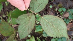 Rubus dasyphyllus