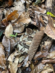 Murici Lancehead photo 5