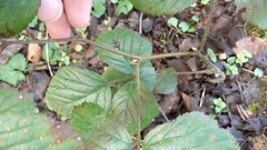 Rubus dasyphyllus