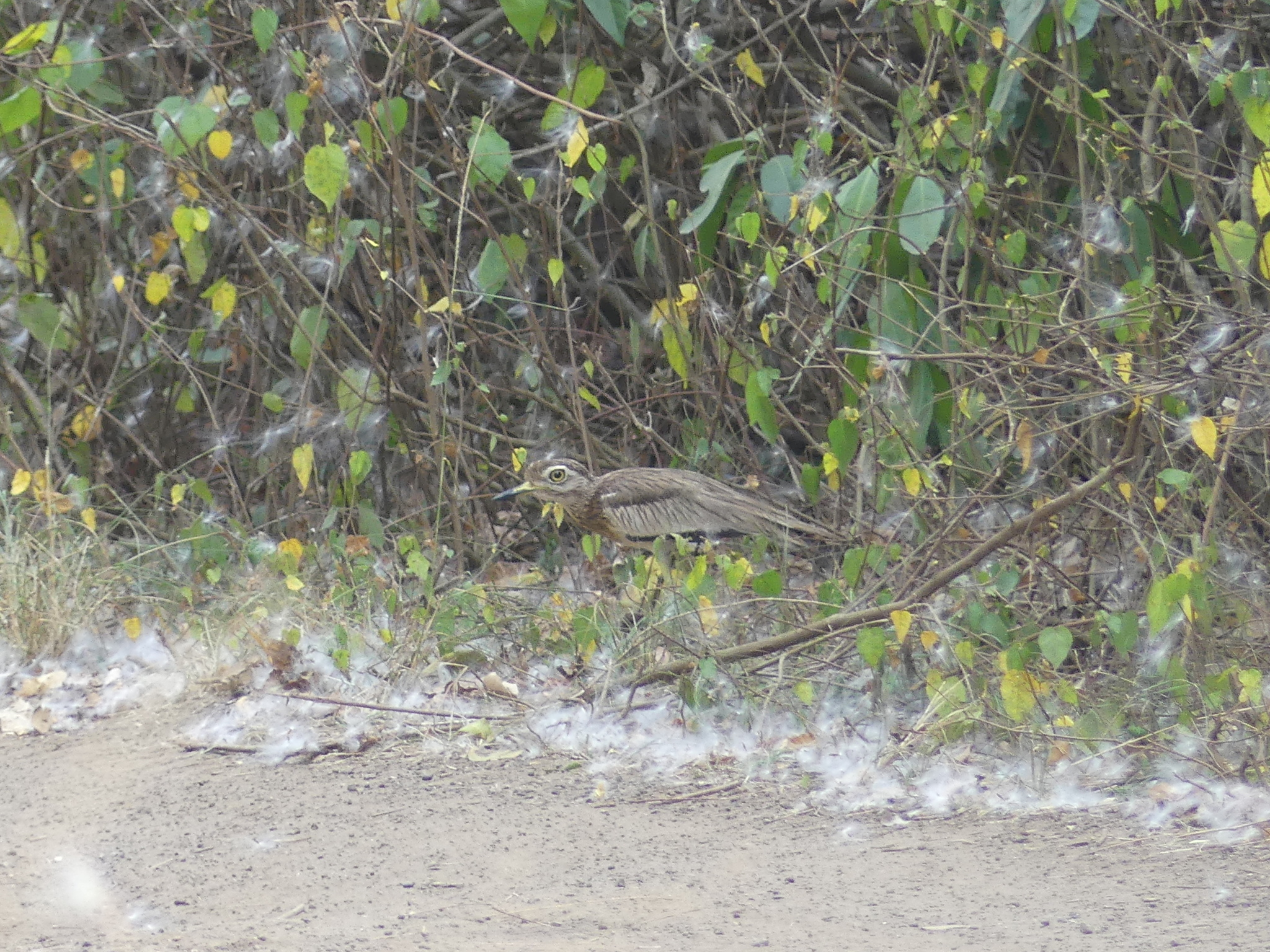 Senegal Thick-knee (Burhinus senegalensis), photo 5