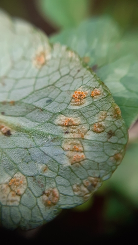 Representative image of Uromyces dactylidis