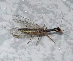 Xanthostigma corsica