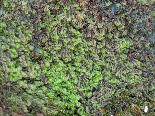 Solenostoma micranthum observed 2026-02-27