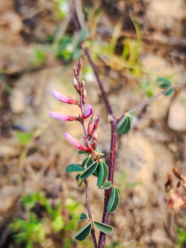 Aphyllodium biarticulatum