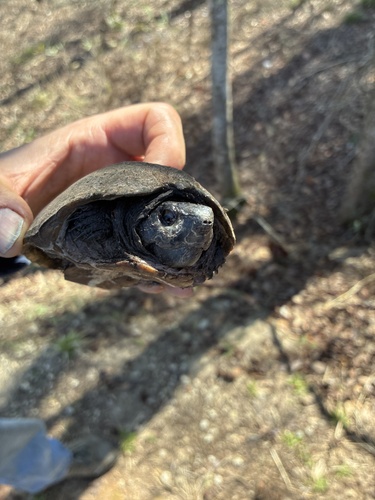Eastern Musk Turtle observed by taunatucker