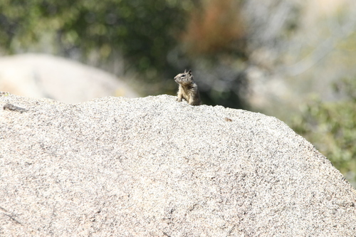 California Ground Squirrel observed by joshuadoby