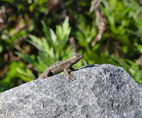 iNaturalist observation photo of Western Fence Lizard