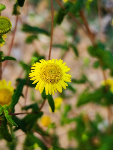 Vicoa indica