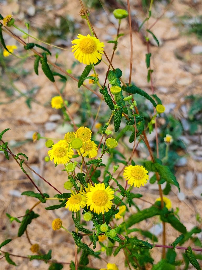 Vicoa indica (Vicoa indica)