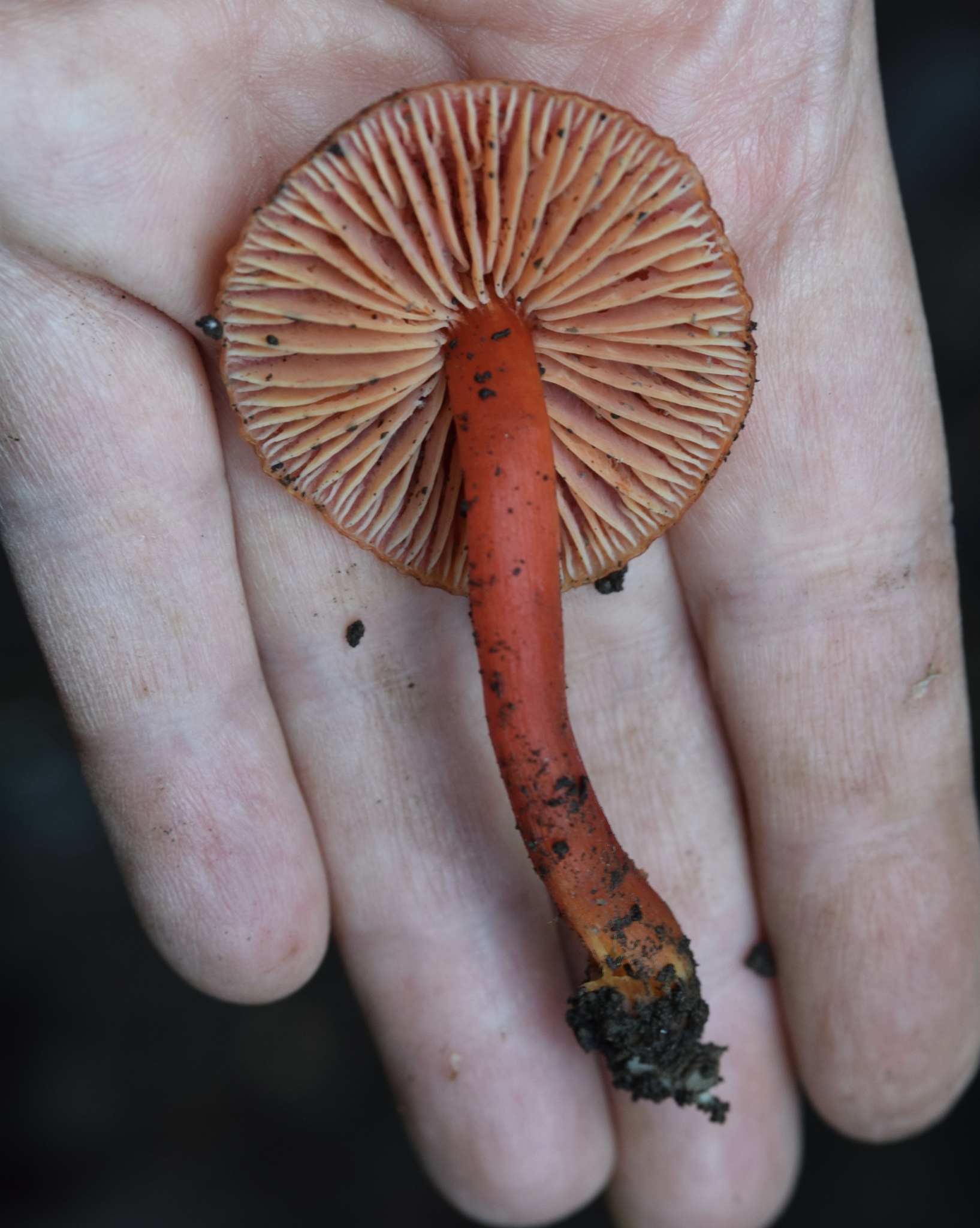 Hygrocybe coccinea image