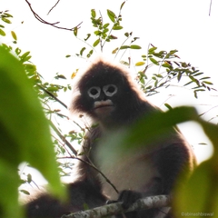 Trachypithecus phayrei