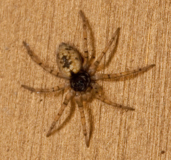 Oecobius maculatus