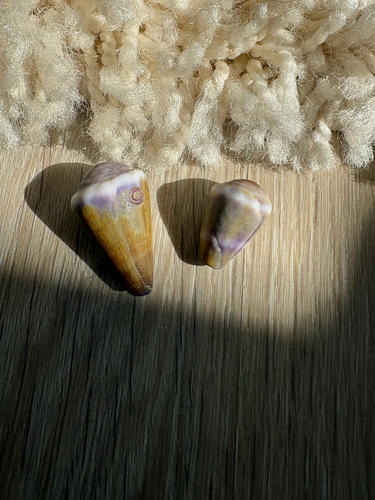 Conus lividus observed 2025-09-28