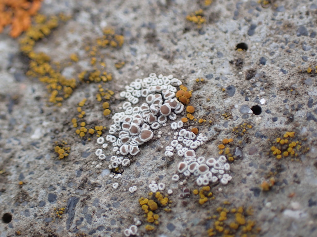 Myriolecis