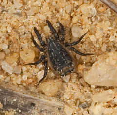 Caeculidae