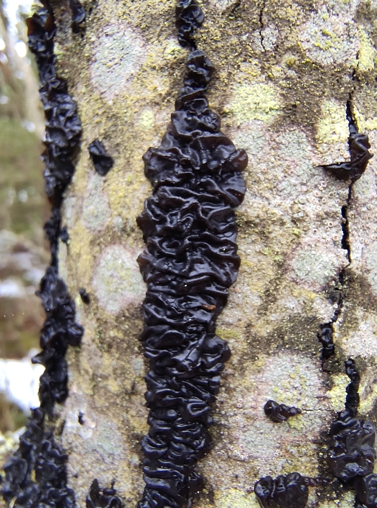 Exidia nigricans · February 2026 · photo: © giorgio169 (iNaturalist, cc0)
