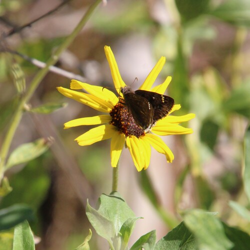 iNaturalist observation photo of Mournful Duskywing