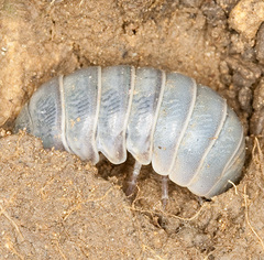 Armadillidium badium