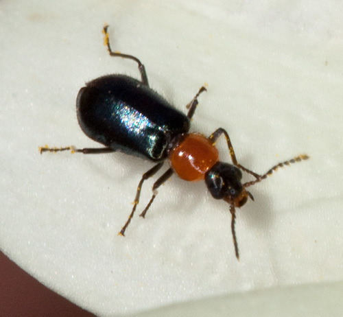 Attalus cyaneus