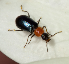 Attalus cyaneus
