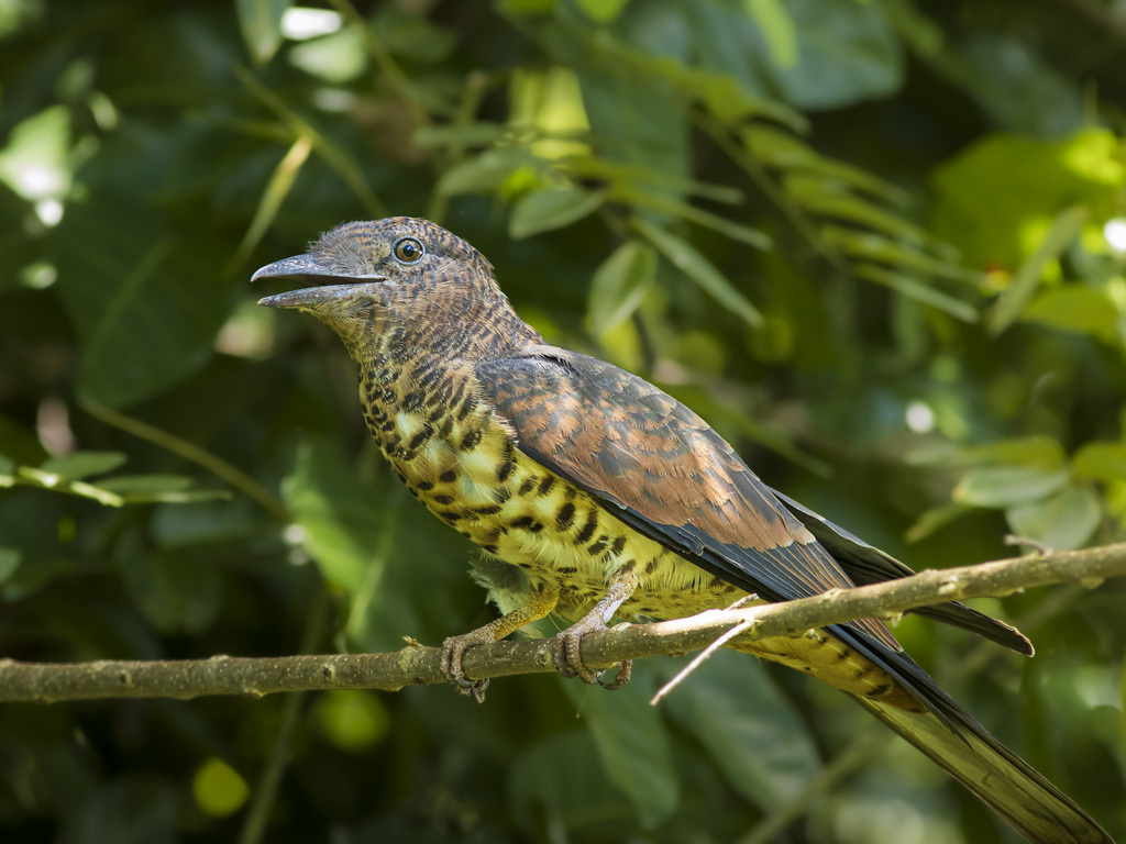 Cuckoo-roller