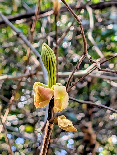 Foto de Carya glabra