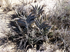 Gonialoe variegata