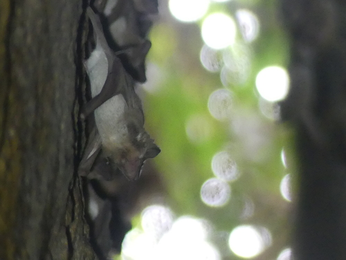 Egyptian Tomb Bat