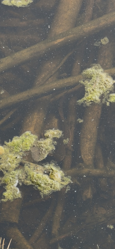 Arizona Tiger Salamander observed by ethan1616