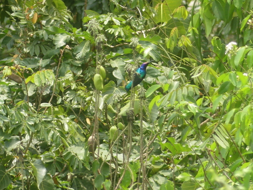 Splendid Sunbird (Cinnyris coccinigastrus)