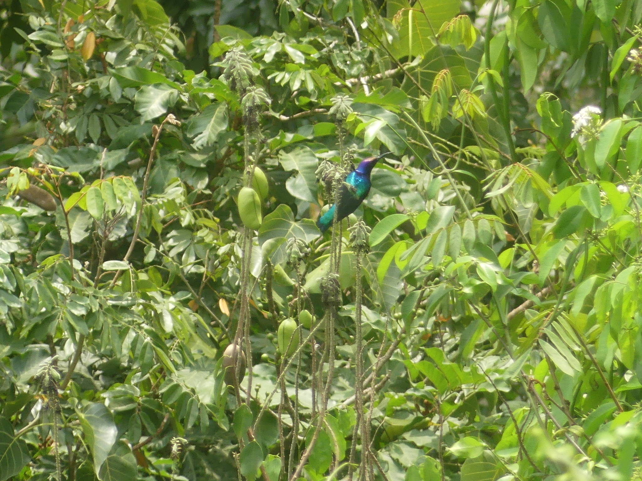 Splendid Sunbird (Cinnyris coccinigastrus), photo 1
