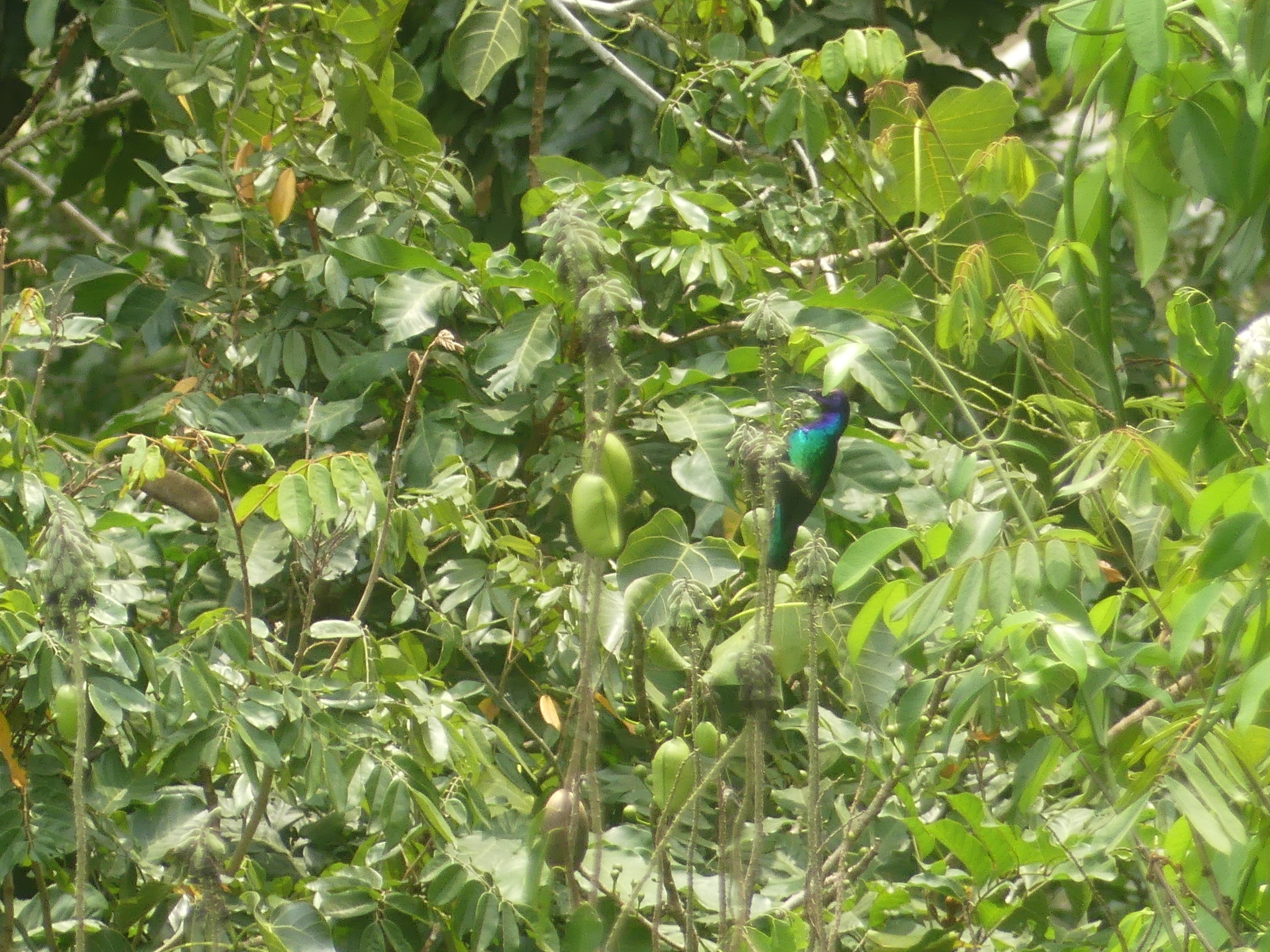 Splendid Sunbird (Cinnyris coccinigastrus), photo 2