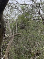 Brachygastra mellifica