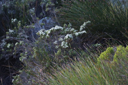 Brunia angulata (Brunia angulata)