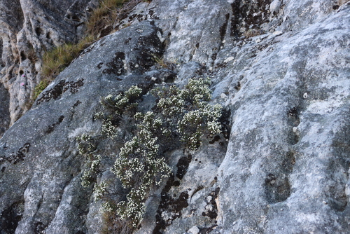 Brunia angulata (Brunia angulata)
