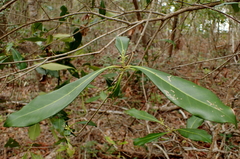 Cartrema americana