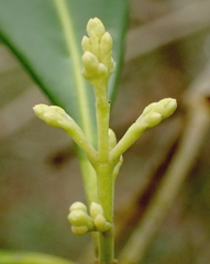 Cartrema americana