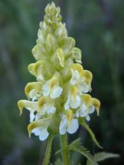 Pedicularis compacta