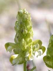 Pedicularis compacta