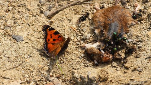 Scarce Tortoiseshell, Neunkirchen District, Austria, photo 6 of 10