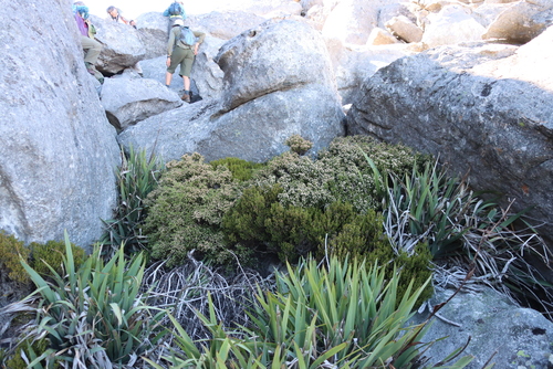 Brunia angulata (Brunia angulata)