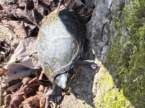 Eastern Musk Turtle observed by taunatucker