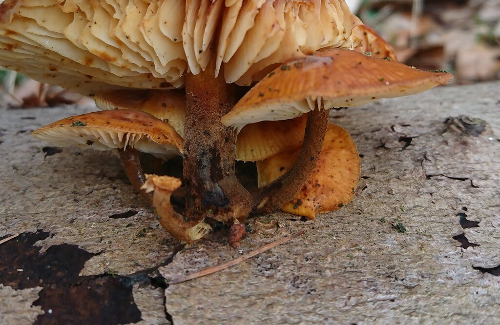 Flammulina · February 2026 · photo: © jadekf (iNaturalist, cc0)