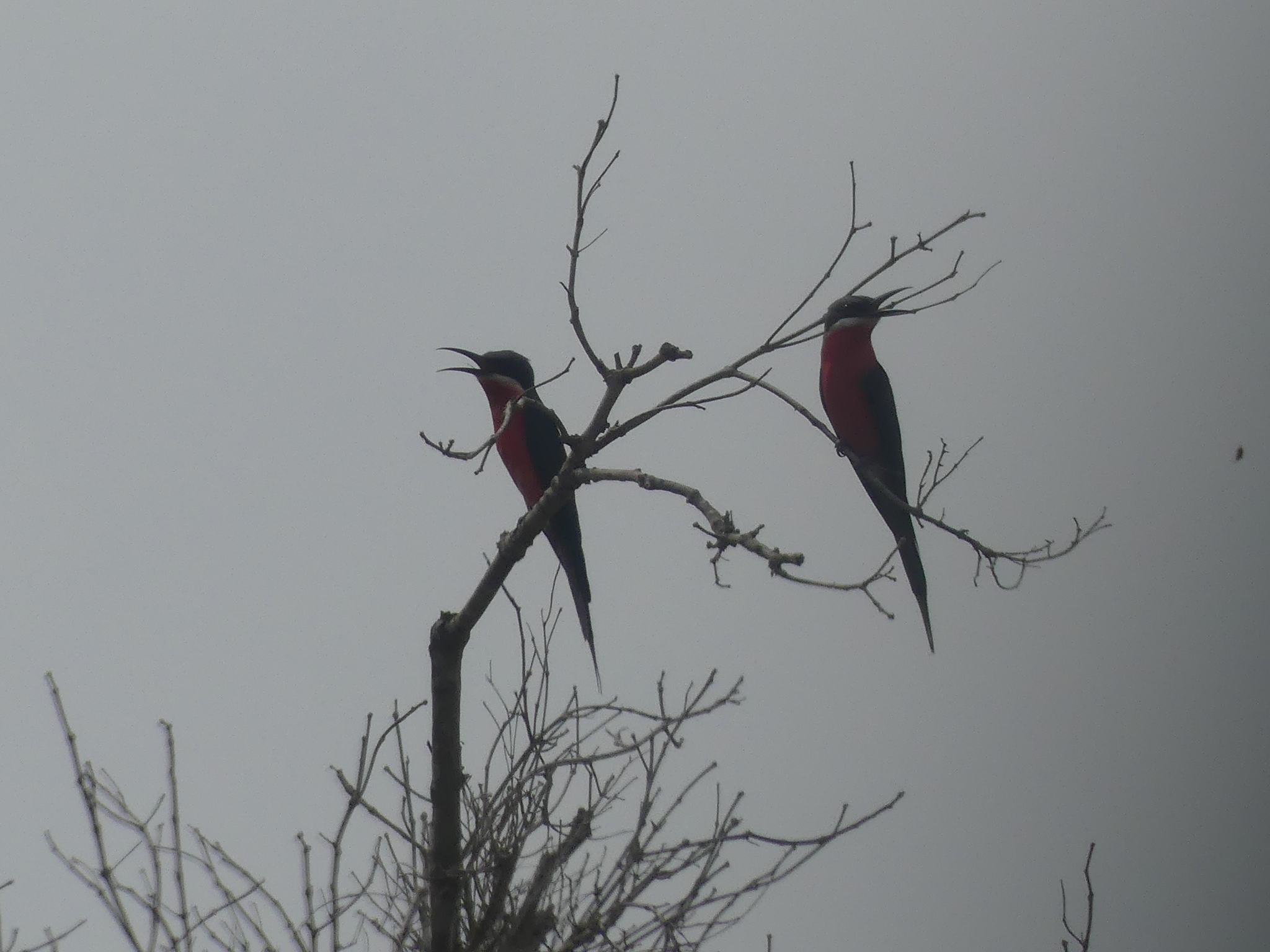 Rosy Bee-eater (Merops malimbicus), photo 1