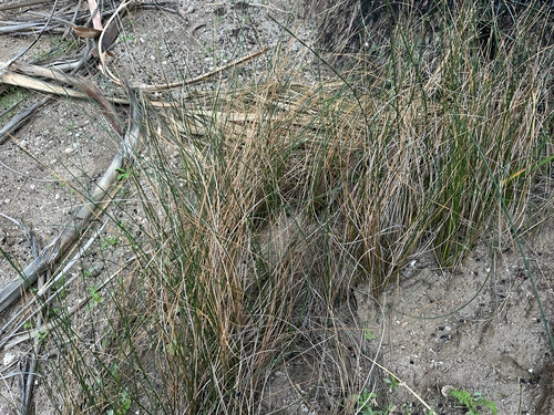 Baltic Rush (Juncus balticus)