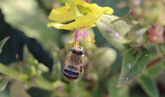 Anthophora paranensis