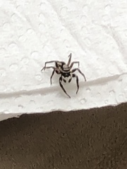 Menemerus bivittatus