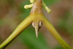 Cartrema americana