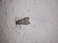 Lepidoptera