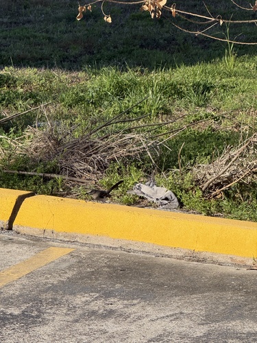 Northern Mockingbird